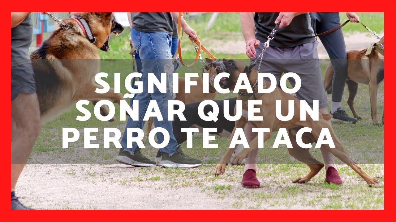 🐶💭 Qué significa soñar que un perro te ataca? Descubre el significado y